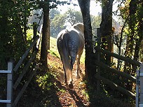 FeWoVaAusgangWeide