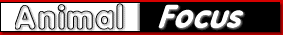 anfo-logo[1]
