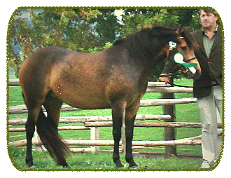 ASDi2waitingSouthGermanshow07